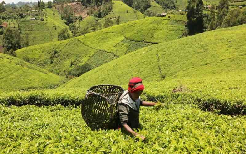 Murang'a County landscape